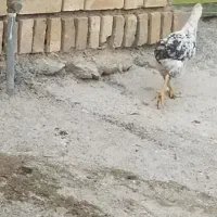 تعدادی مرغ تخم گذار قلعه تل|حیوانات مزرعه|باغ ملک, |دیوار