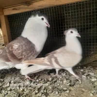 دو جفت سینه ای یک جفت پلاس|پرنده|قنوات, |دیوار