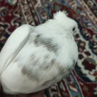 کبوتر|پرنده|میبد, |دیوار