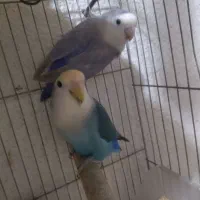 طوطی برزیلی|پرنده|جم, |دیوار