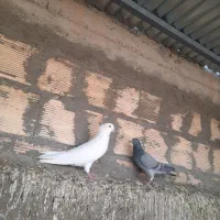 کفتر پلاکی گمشده