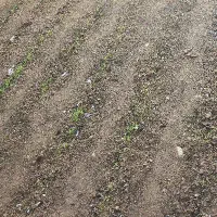 کود حیوانی برای گیاهان دارویی