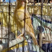 قناری ماده|پرنده|مبارکه, |دیوار