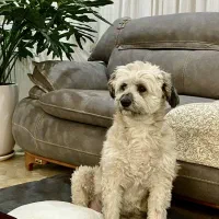 واگذاری سگ شیتزو