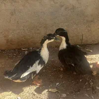 اردو نر و ماده|حیوانات مزرعه|دره شهر, |دیوار