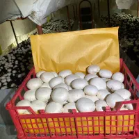 پرورش قارچ دکمه ای/پرورش قارچ/تجهیزات قارچ