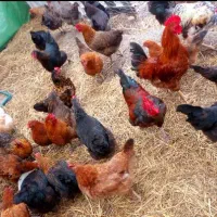 مرغ و خروس وجوجه گلپایگانی گوشتی و تخمگذار