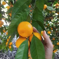 خرید سر درختی نارنگی