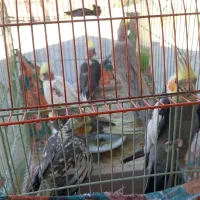 جوجه عروس هلندی