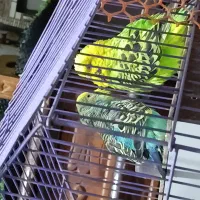 مرغ عشق انگلیسی