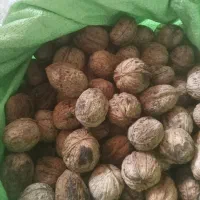 گردویه کاغذی