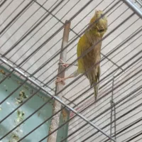 ماده قناری|پرنده|کرمان, |دیوار