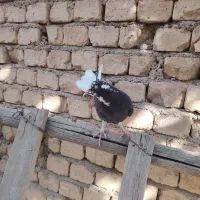 کبوتر پر جوجه|پرنده|کیار, |دیوار