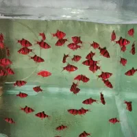 تعداد ۲۴عدد اکواریوم بدون پایه