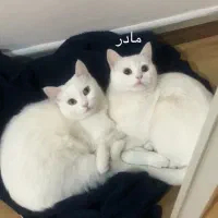 واگذاری گربه بریتیش اصیل|گربه|کرج, فاز ۳ مهرشهر|دیوار