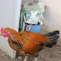 مرغ و خروس دورگه