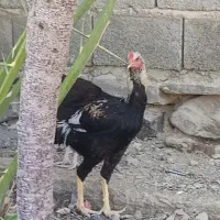 مرغ و خروس اصیل نژاد دار