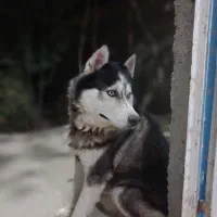 سگ هاسگی چشم آبی و باهوش