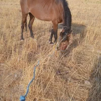 مادیان و قاطر|اسب و تجهیزات اسبسواری|آبدانان, |دیوار