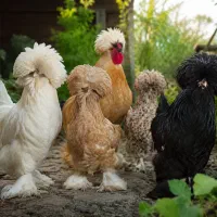 معاوضه خروس سلطان با خروس محلی