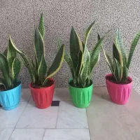 گل سانسوریا|گل و گیاه طبیعی|قم, قلعه کامکار|دیوار