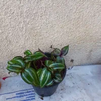 چند گل طبیعی.هدیه روز مادر|گل و گیاه طبیعی|تبریز, |دیوار