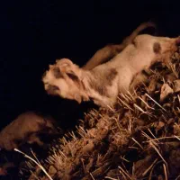 فروش میش با بره|حیوانات مزرعه|بازفت, |دیوار