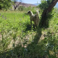 سک سراب. کشیده