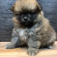 دو تا توله پامر ماده|سگ|زرگرشهر, |دیوار