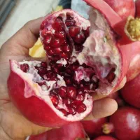 پخش مستقیم انار ممتاز شهرضا