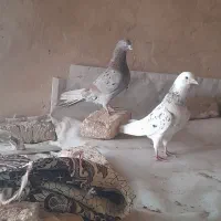 کبوتر پرشی