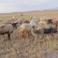 سگ گله ای|سگ|مشگین شهر, |دیوار