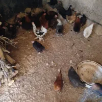 مرغ|حیوانات مزرعه|شیدا, |دیوار