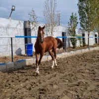 کره نریان عرب مصری ۲سر|اسب و تجهیزات اسب‌سواری|کرج, شهرک جهان آرا|دیوار