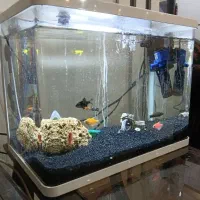 فروش آکواریوم با تمام تجهیزات|ماهی|قائم‌شهر, |دیوار