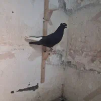 زاغ دمسفید