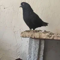 تعداد ۷گونی کود یا همون زیل کبوتر تمیز