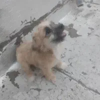 سگ پا کوتاه شیتزو