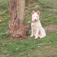 هاسکی سامویید|سگ|رشت, سعدی (تختی)|دیوار