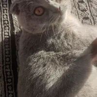 گربه اسکاتیش