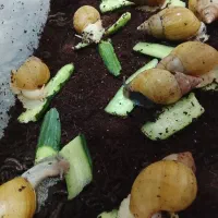 فروش حلزون اچاتینا برای پرورش|خزنده|مهاباد (آذربایجان غربی), |دیوار