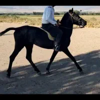 اسب|اسب و تجهیزات اسبسواری|سراب, |دیوار