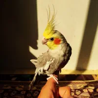 ۳ عدد عروس هلندی|پرنده|نسیم‌شهر, |دیوار