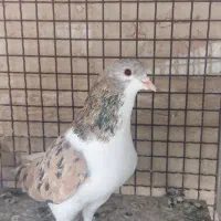 چپ راست خوش رنگ سرور