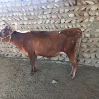 گاو جرسی