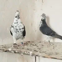 کبوتر گورای