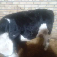 گوساله|حیوانات مزرعه|ماهیدشت, |دیوار