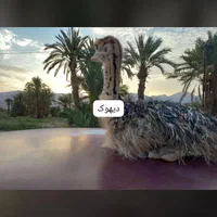 جوجه شترمرغ|حیوانات مزرعه|تهران, شهرک دانشگاه شریف|دیوار