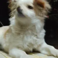 سگ اشپیتز|سگ|شیراز, درکی|دیوار