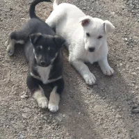 کوچوک پاپی|سگ|تربت جام, جامرود|دیوار